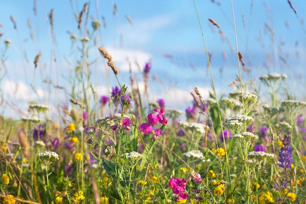 Blumenwiese 600x600 100KB