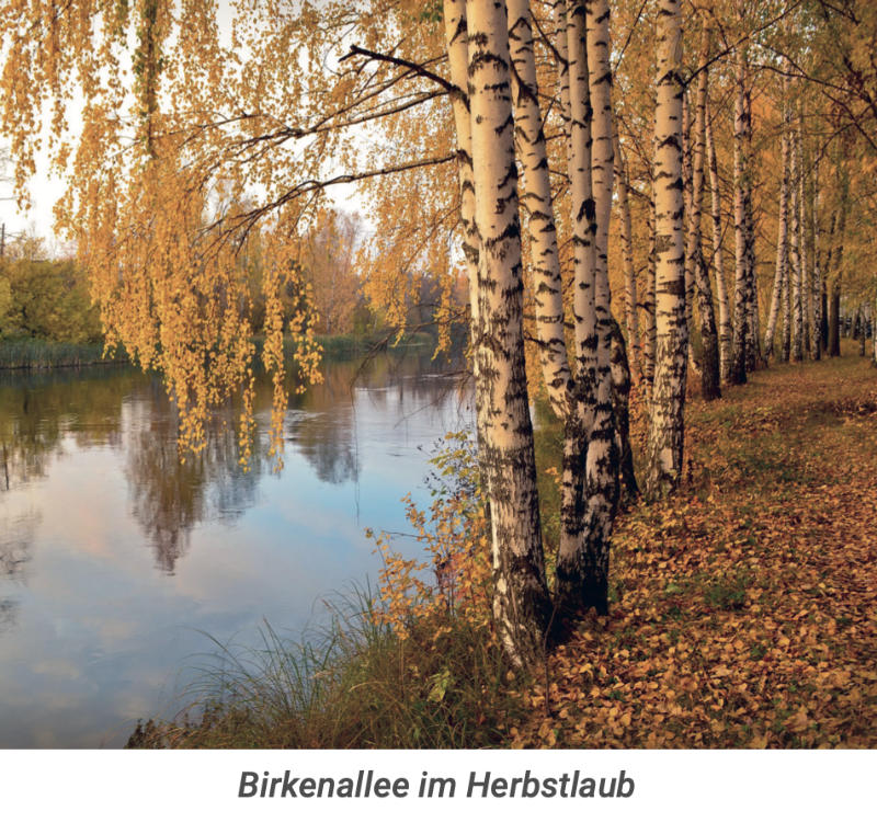 Birkenallee im Herbst