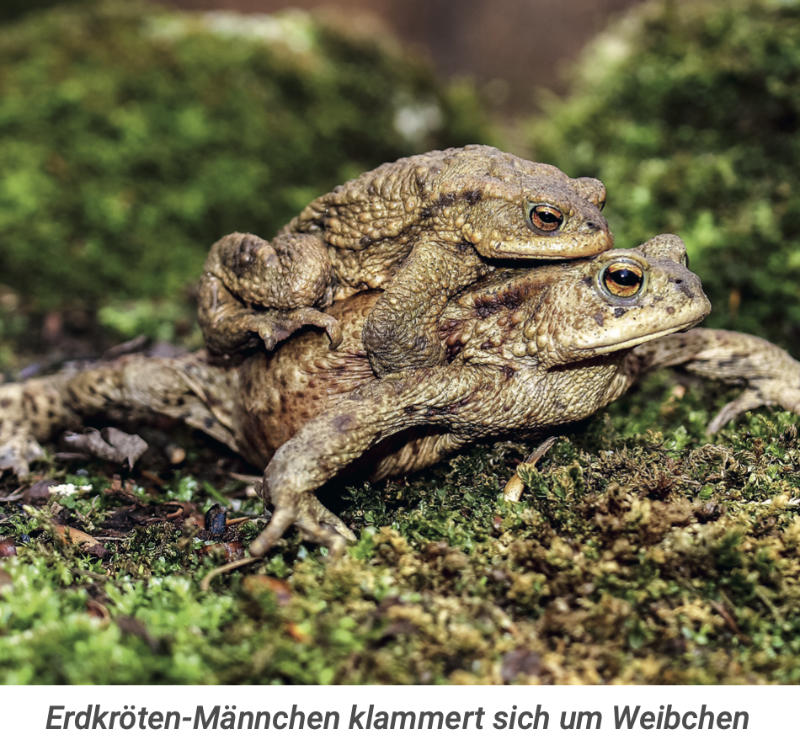 Erdkröten