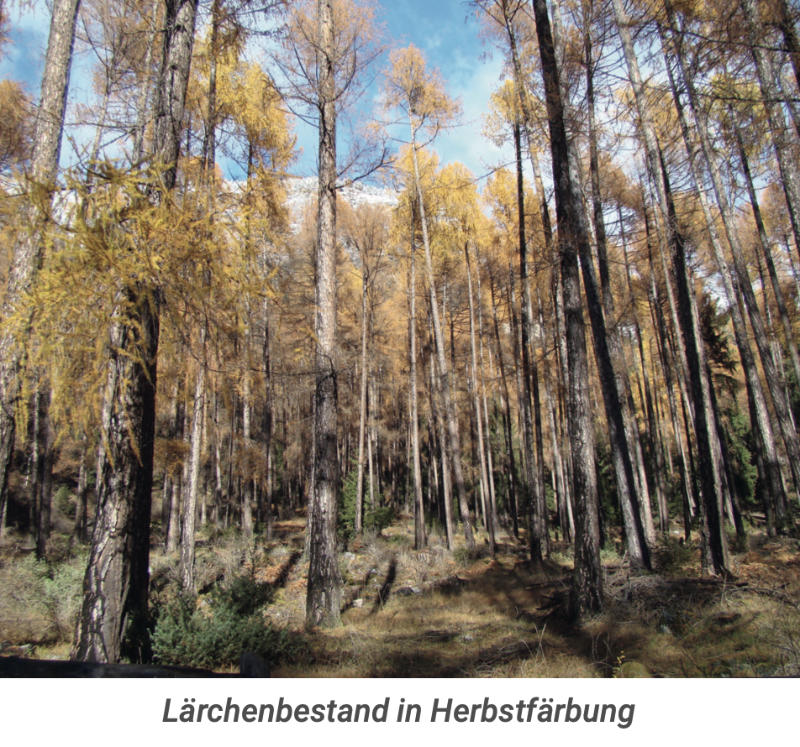 Lärche