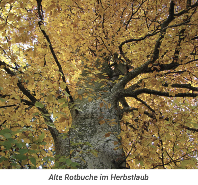 rotbuche