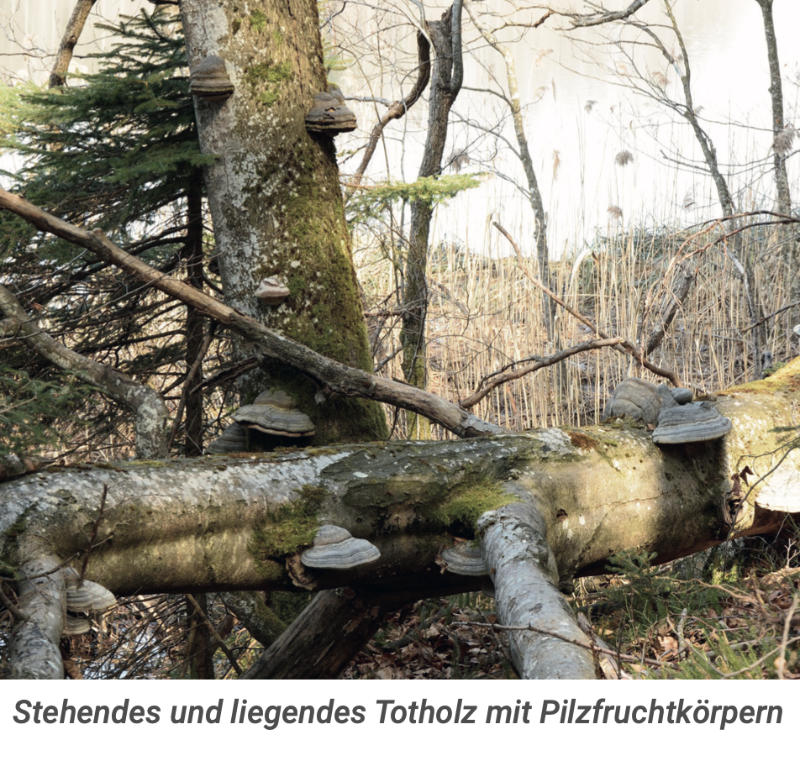 totholz