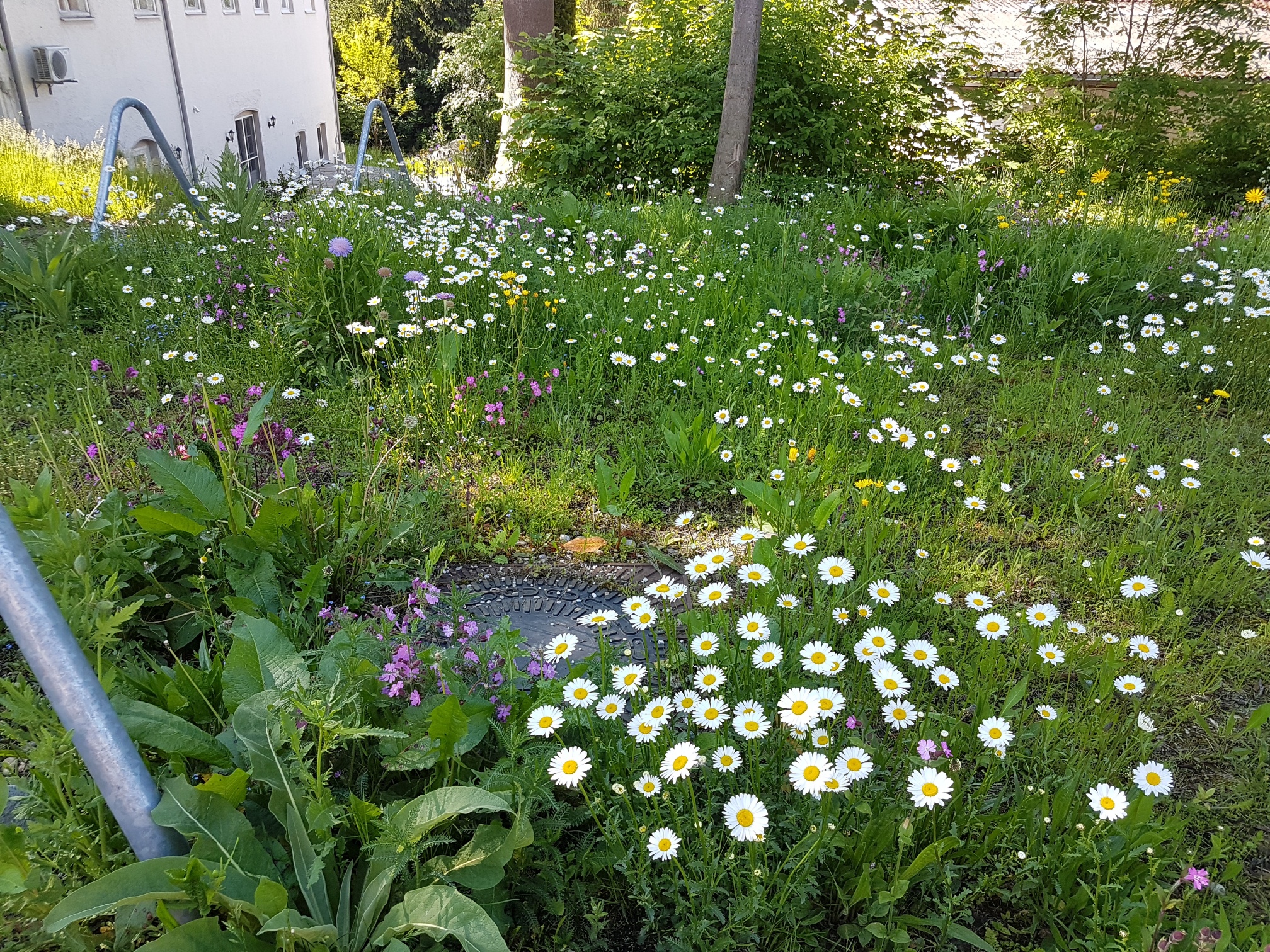 Blumenwiese